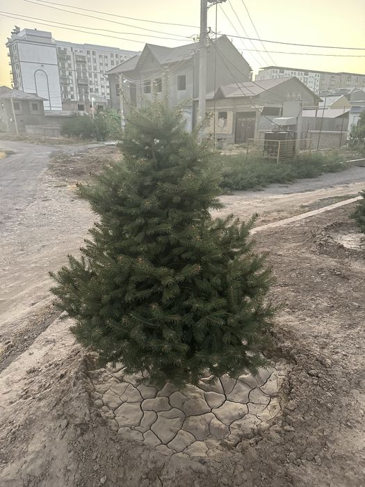 8 та Галубой ел арча Кримский сотилади.