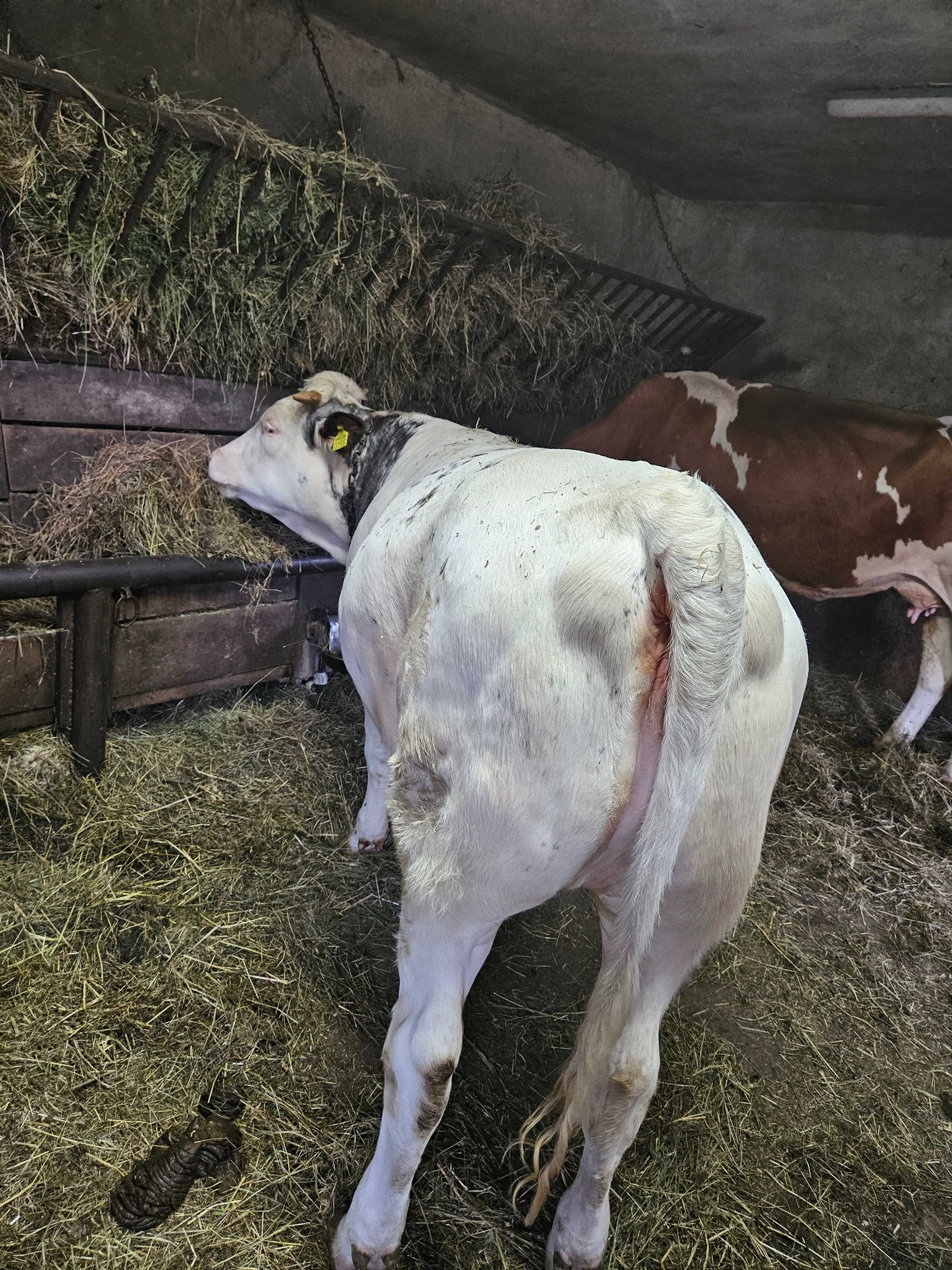 Vand vițea albastru belgian