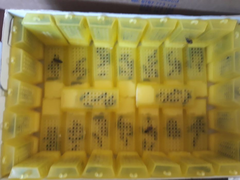 Vand miere en gross poliflora