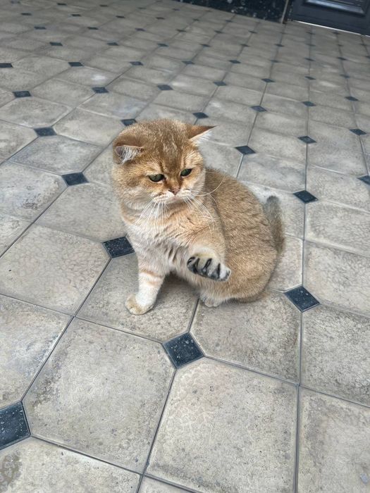 Продам британский золотистий шиншила