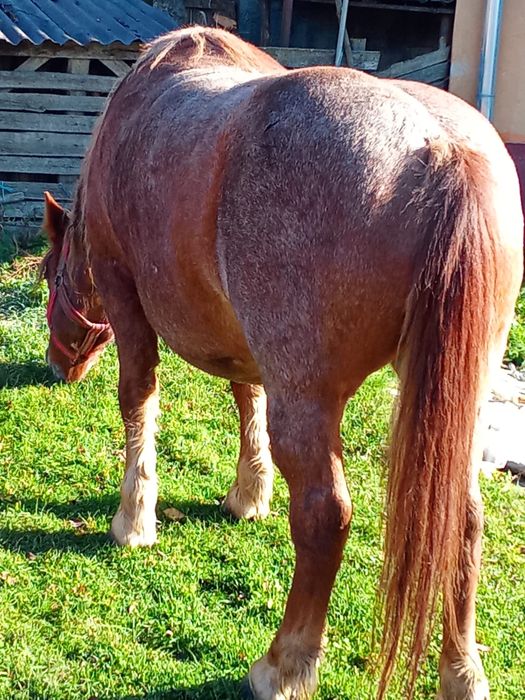 Vând iapă de 8 ani