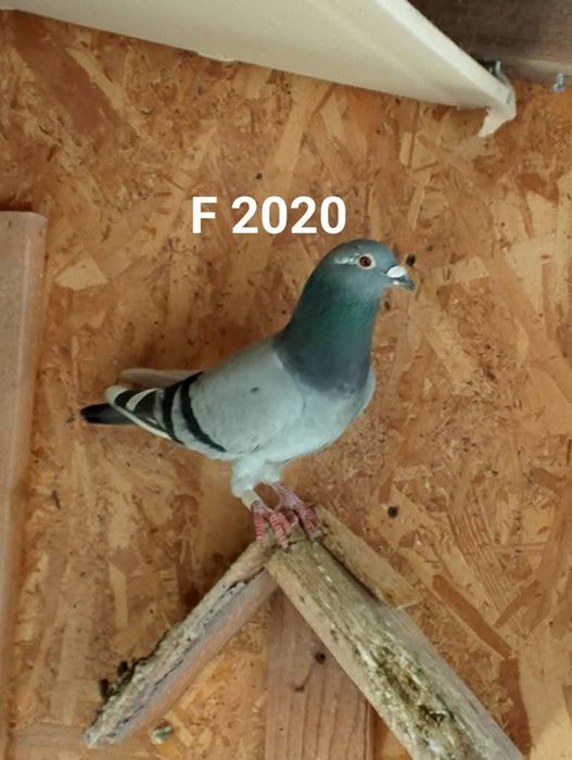 Masculi  și femele voiajor sport