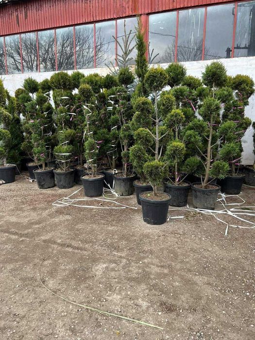 Plante ornamentale de calitate pentru grădina ta