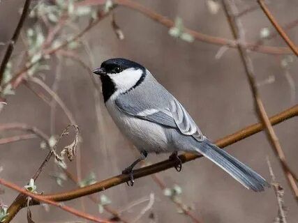 Продам бухарскую синицу.