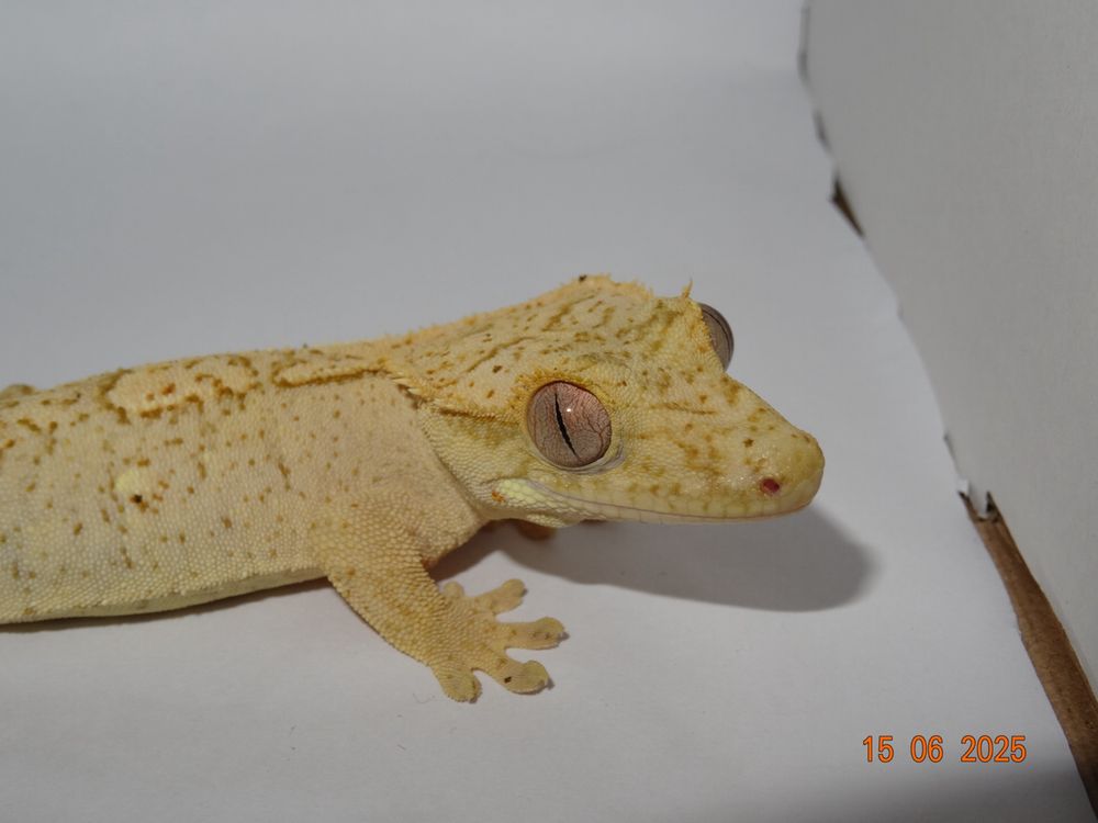 Ресничест бананояден гекон/Crested gecko