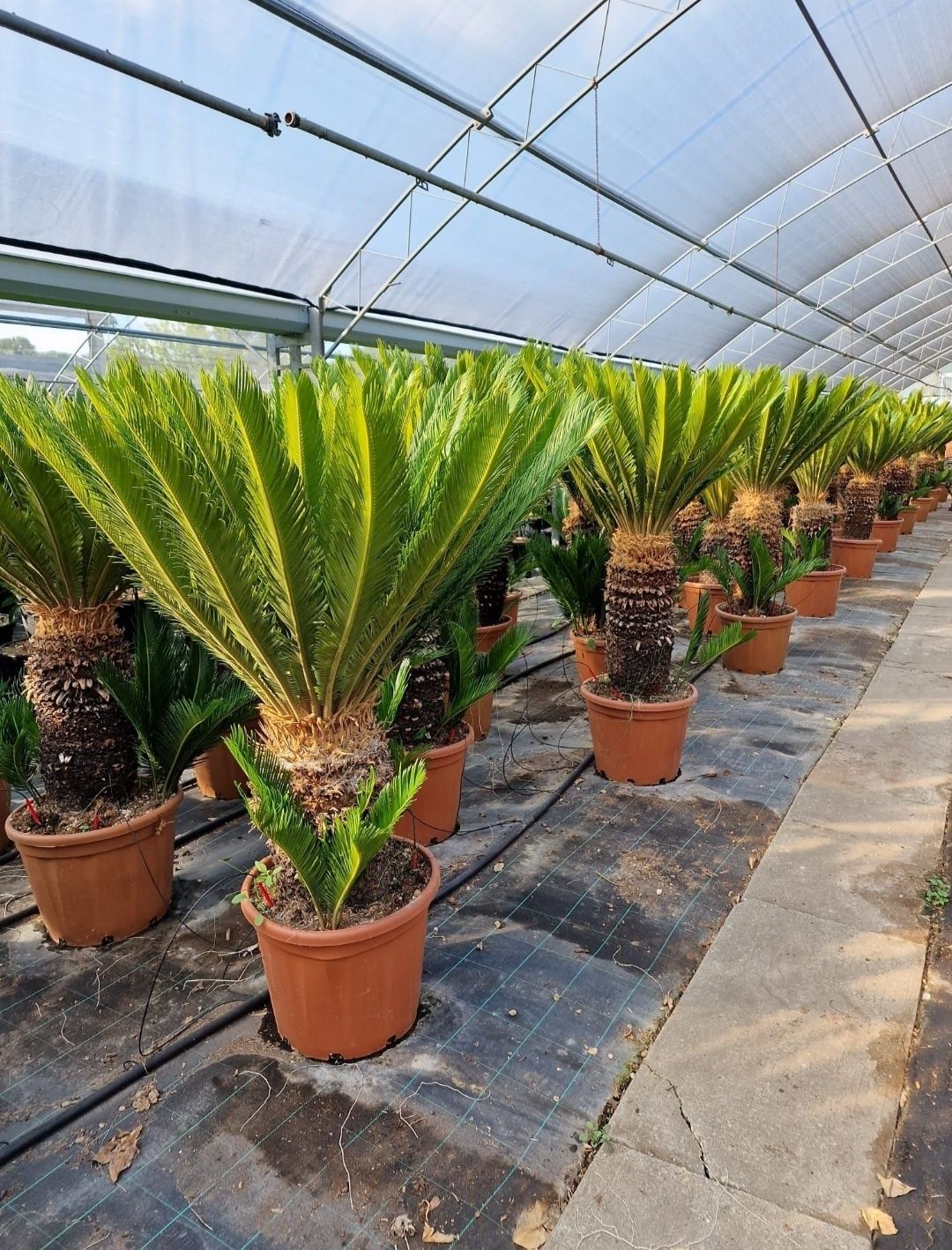 Palmieri 3 - 4m rezista la îngheț ( plante exotice ) vand, transport