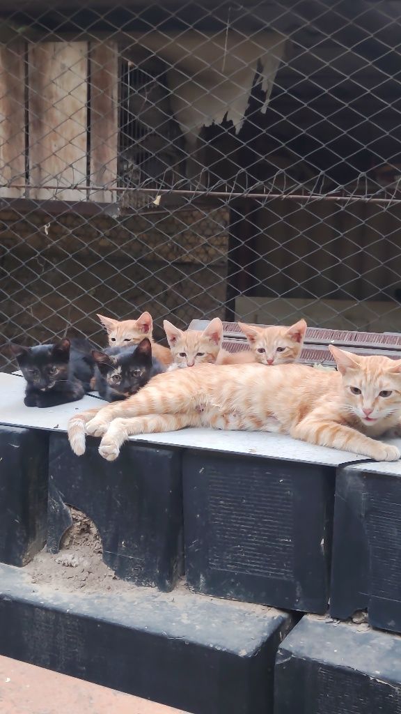 Котята район Бозарык