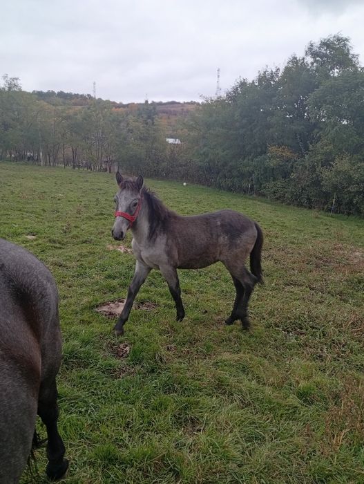 Vând mânz de 8 luni foarte blând fiind învățat cu noi zi de zi este ok