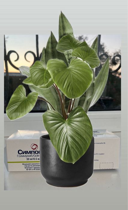 Симпония Голимумабия