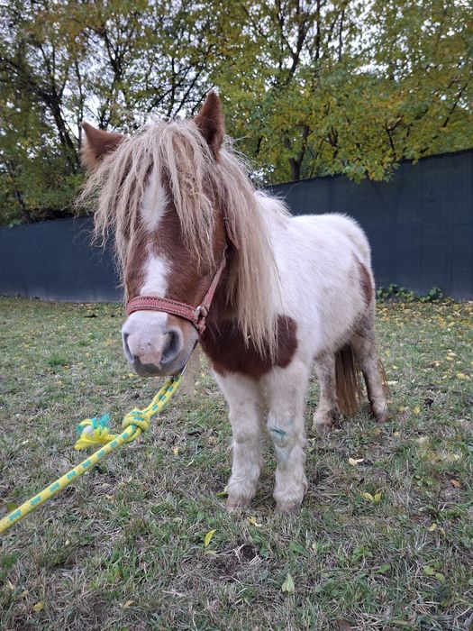 Vând poneiță talie mică