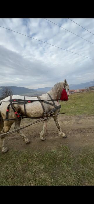 De vanzare dau combinati armasar de 7 ani garantat