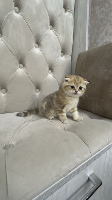 Продаётся чистокровный котята золотая шиншилла