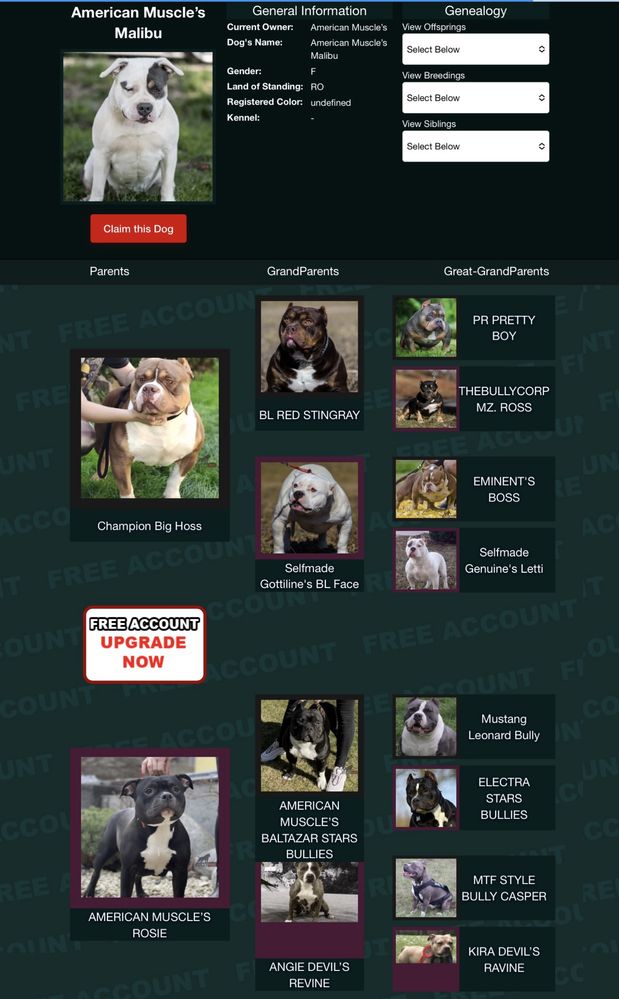 Femela American bully
