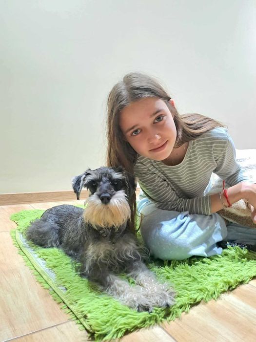 Мини шнауцер (цвергшнауцер)