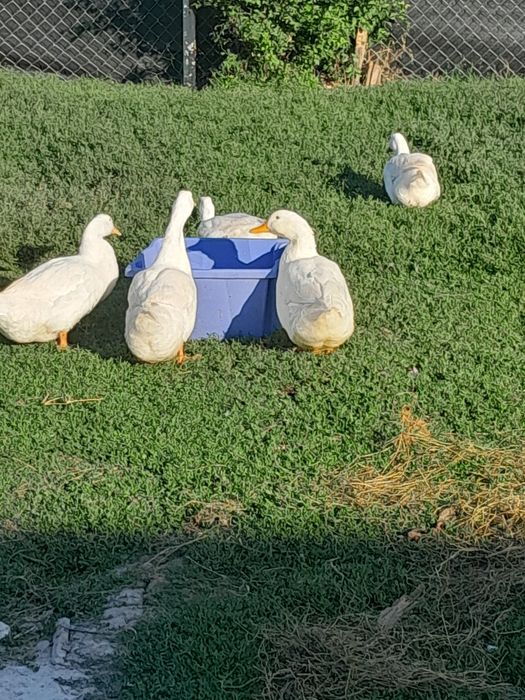 Vând rațe romanesti