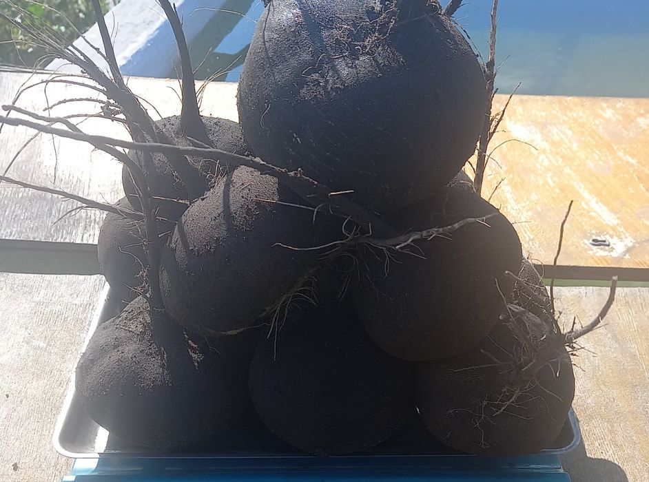 Продам черную редьку