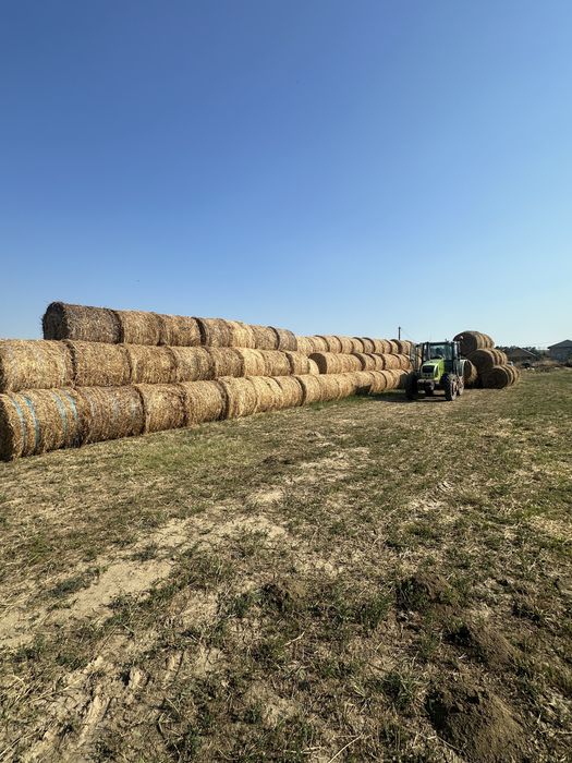 Baloti rotunzi si mici an 2025! Schimb cu berbecuți!