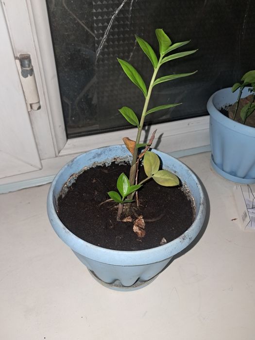 Долларовое дерево ,СРОЧНО !ТОРГ!