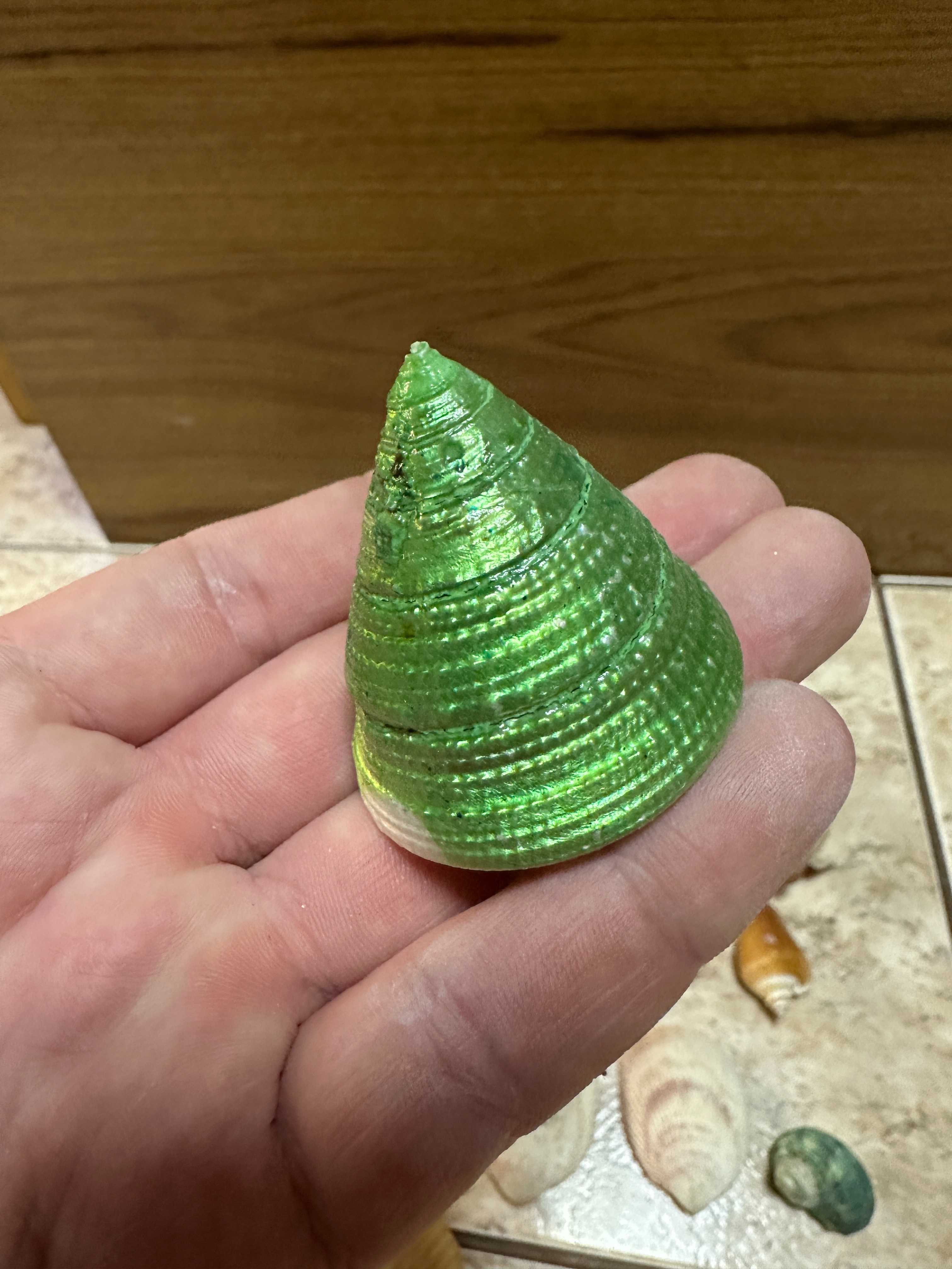 Различные Морские Ракушки