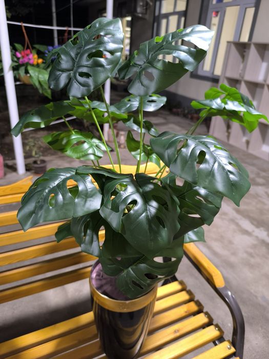 SUNIY Gull sotiladi voki prokat