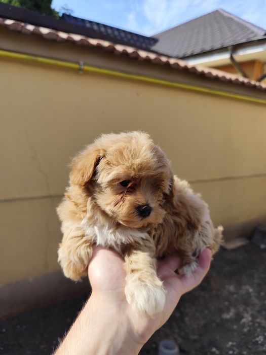 Maltipoo  – pui adorabil, talie mică, hipoalergenic