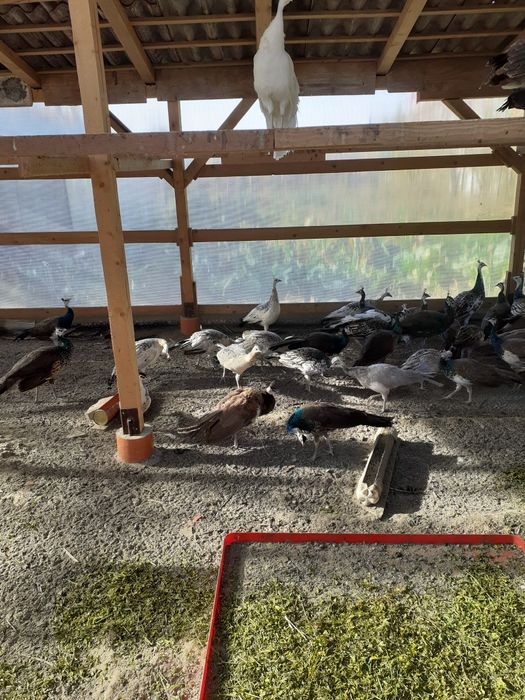 Vand pauni si fazani