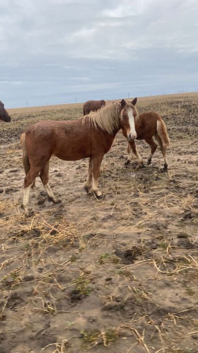 Продам тай кобылку годовалую