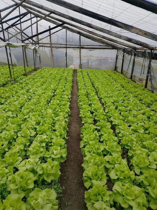 De vânzare salata Touareg