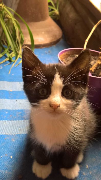 Котенце търси добри стопани