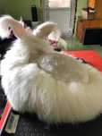 Par de iepure Angora 100%