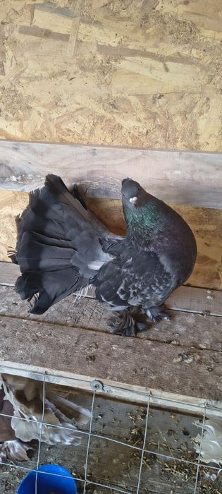 Vând porumbei voltați indieni