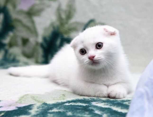 Skotish fold скоттиш фолд  скотиш безторга arzon bumidi