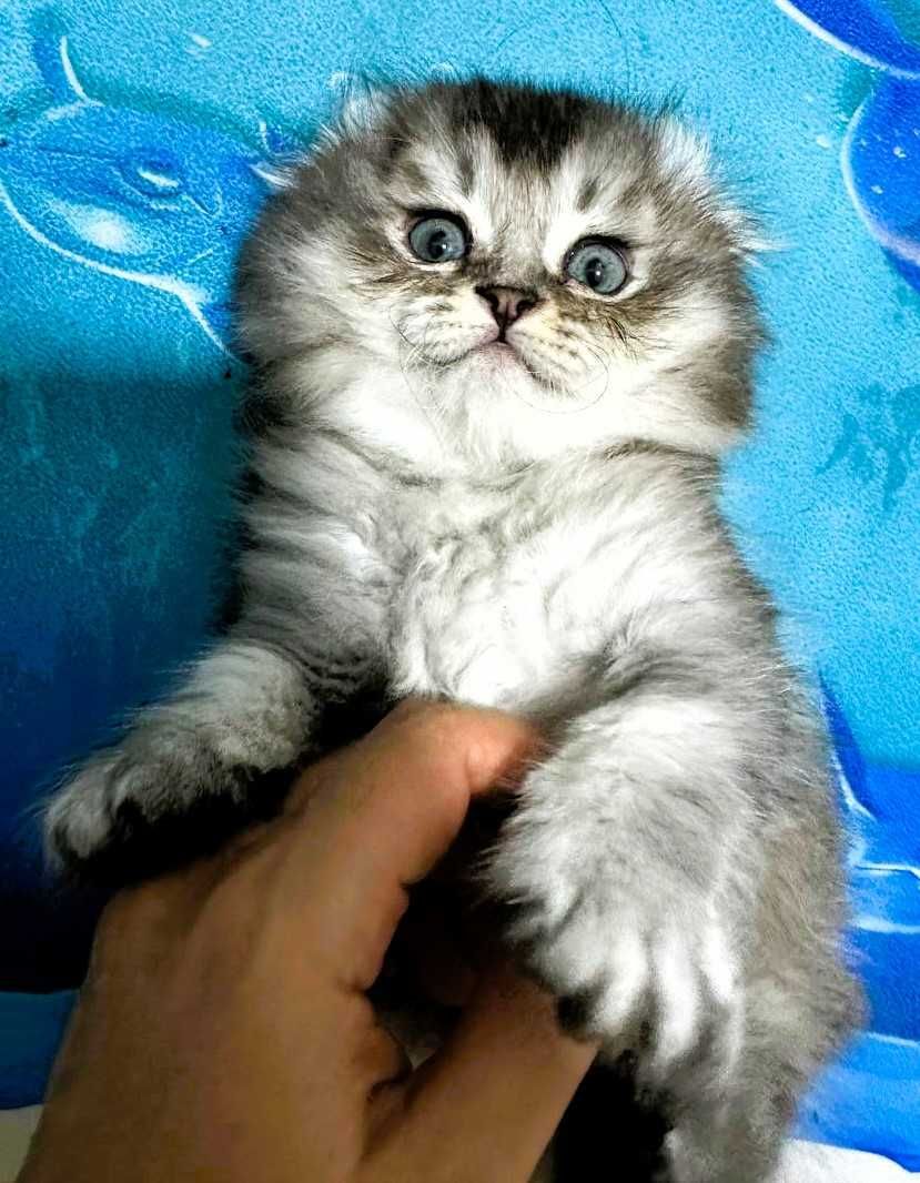Котята премиум с душой —  Добро, Благополучие и Нежность в каждый дом.