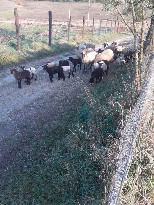 Vind oi fatate și gestante