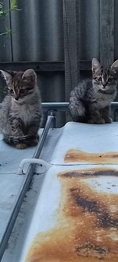 Котята,котята,котята