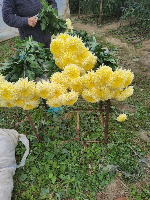 De vânzare crizanteme Cremist, la fir