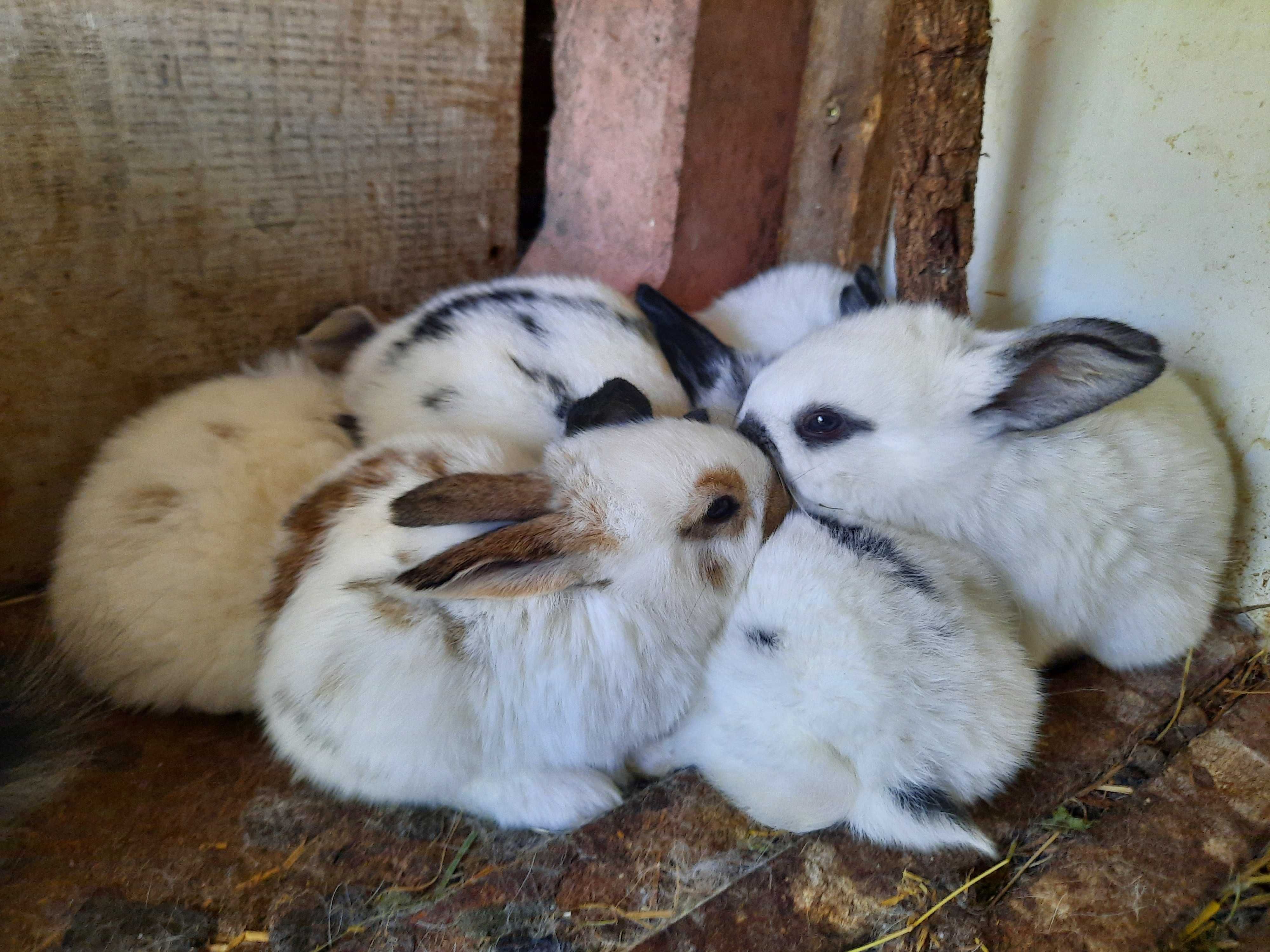 pui wyandotte , araucana, brahma potarnichiu