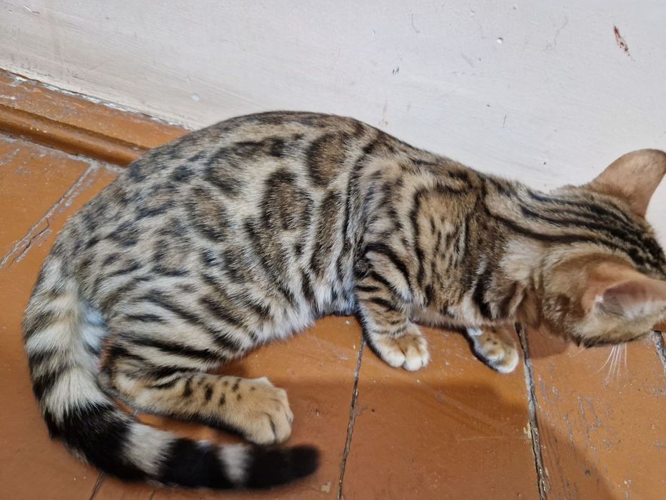 Bengal mushugi sotiladi