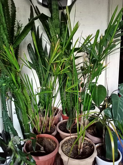 Домашние цветы на выбор