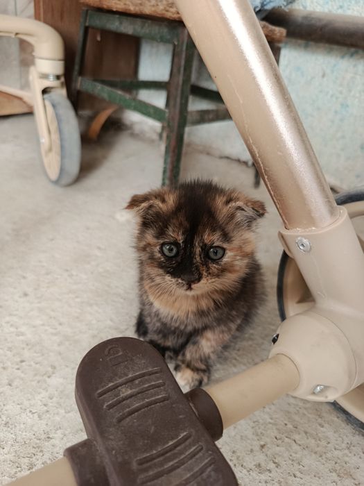 Пишак сотилади пародалик