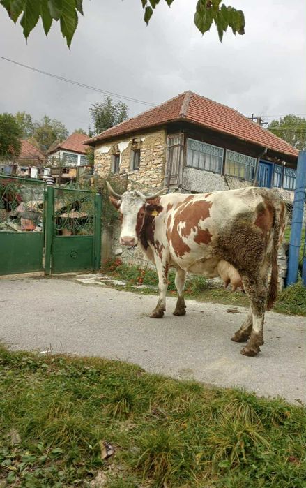 Vand vaca de lapte