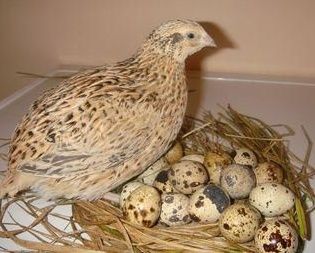 Продам свежие перепелиные яйца