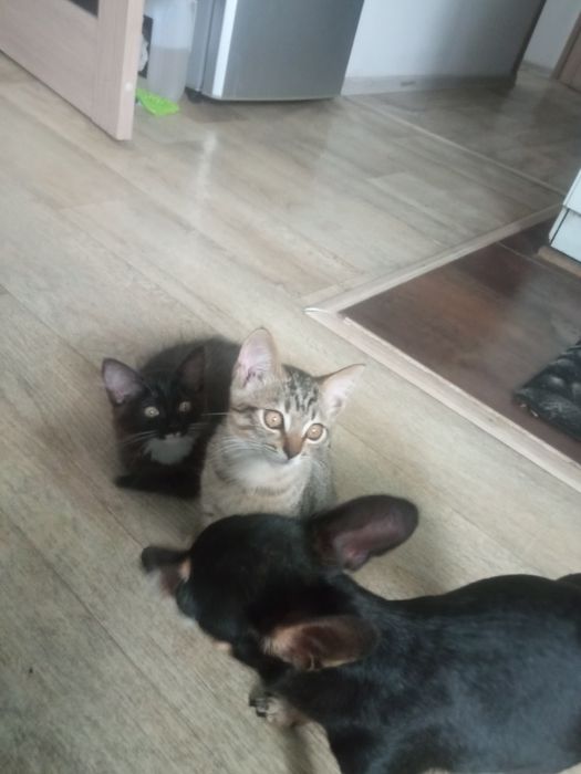 Продаётся котёнок
