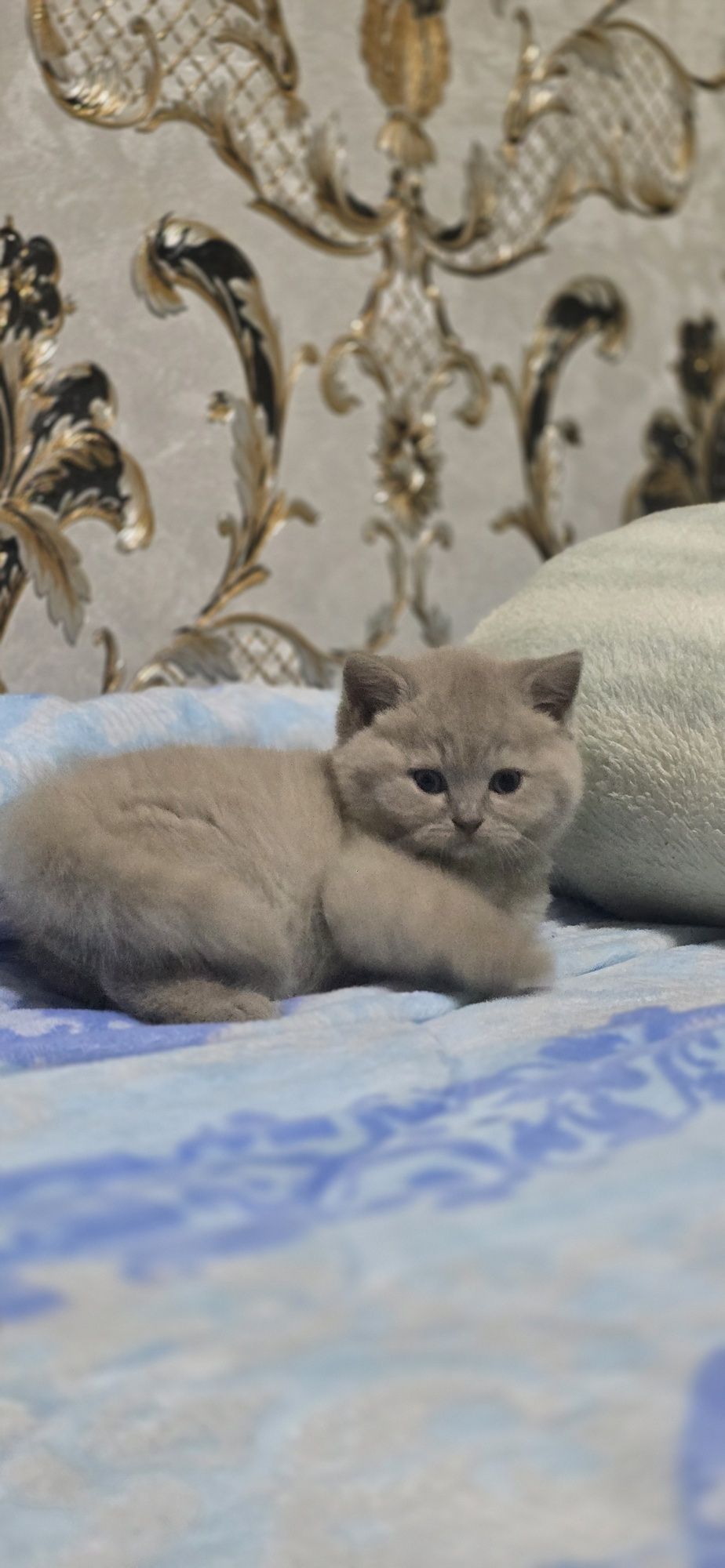 Скоттиш страйт котенки