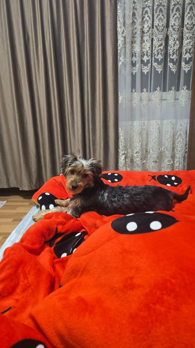 Yorkshire terrier baietel