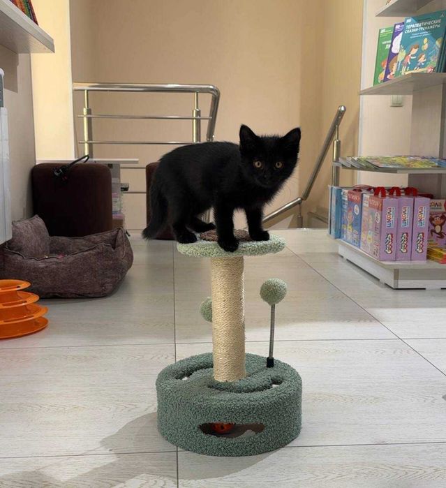 Котёнок Блэки ищет семью!