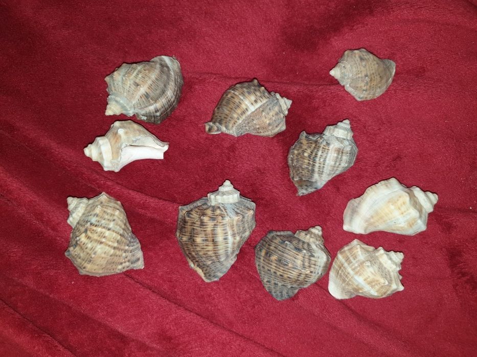 Decoratiuni decor acvariu pesti, naturale, nu plastic