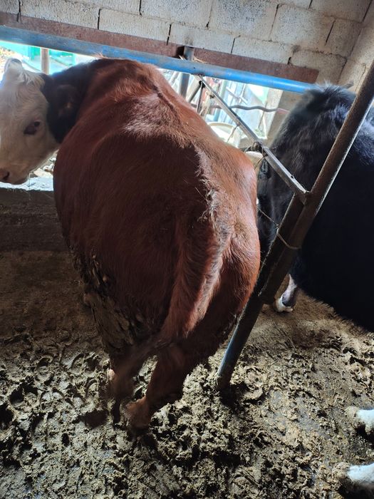 Сиыр Сатылады тайынша семіз