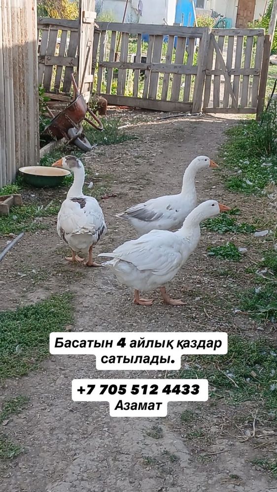 4 айлық басатын қаздар