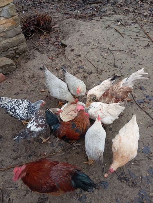 Кокошки:10лв. Броя.